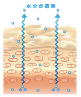 ※乾燥すると細胞間を守っているセラミドが減少し、隙間ができて水分が飛び出ていく。