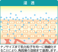 浸透：ナノサイズまで乳化粒子を均一に微細化することにより、角質層の深部まで浸透します。