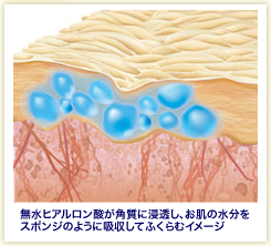 無水ヒアルロン酸が角質に浸透し、お肌の水分をスポンジのように吸収してふくらむイメージ