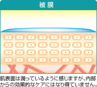 被膜：肌表面は潤っているように感じますが、内部からの効果的なケアにはなり得ていません。